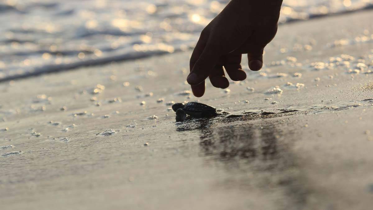 543 bin 704 yavru caretta caretta denizle buluştu