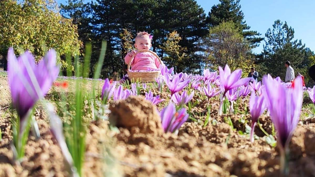 5'inci Safran Festivali'nde safran hasadı başladı