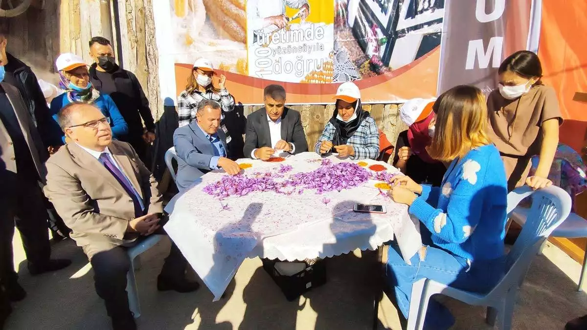 5inci safran festivalinde safran hasadi basladi 3 - yerel haberler - haberton