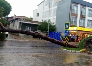 Aniden bastıran sağanak Nazilli'de ağaçları devirdi