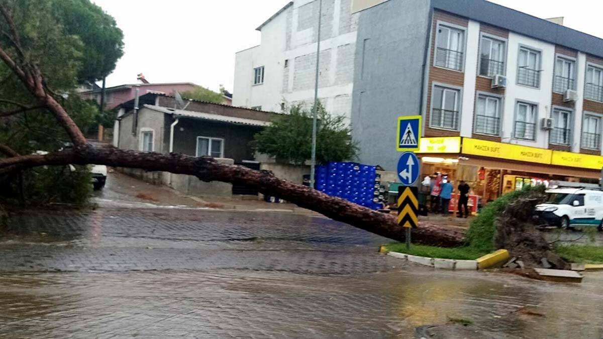 Aniden bastıran sağanak Nazilli'de ağaçları devirdi