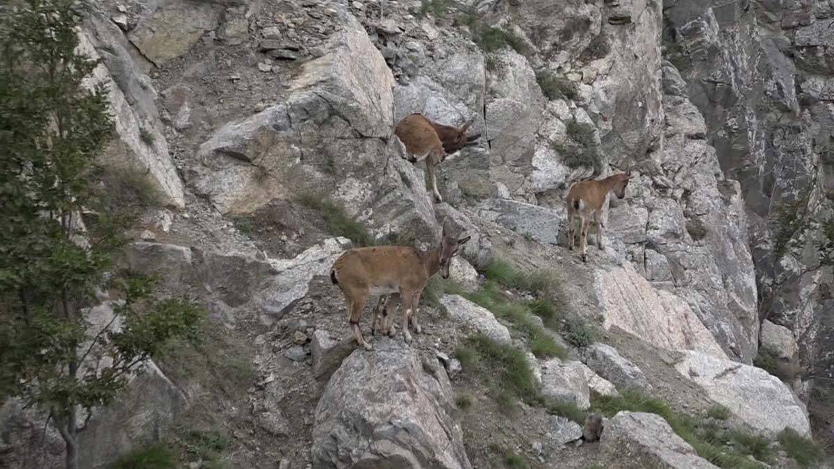 Artvin'de yaban keçileri yiyecek ararken görüntülendi