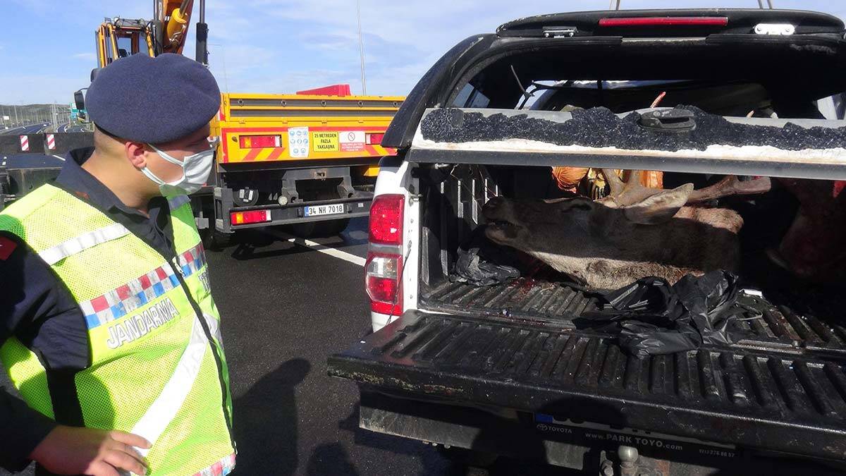 Bagajında kızıl geyik çıkan 2 avcıya ceza