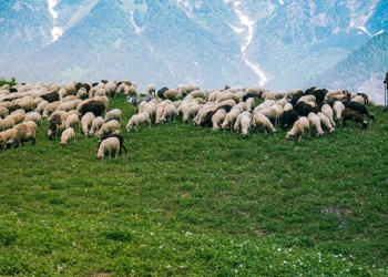 Bakan Pakdemirli'den müjde: Yüzde 25 artırıldı