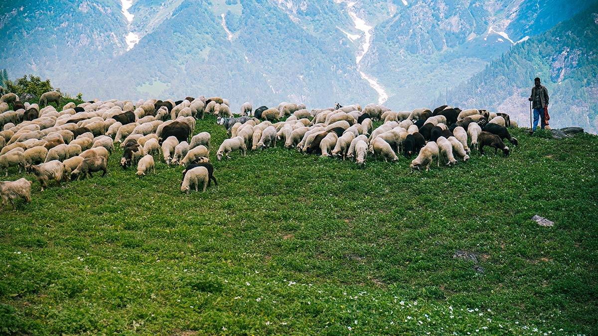 Bakan Pakdemirli'den müjde: Yüzde 25 artırıldı