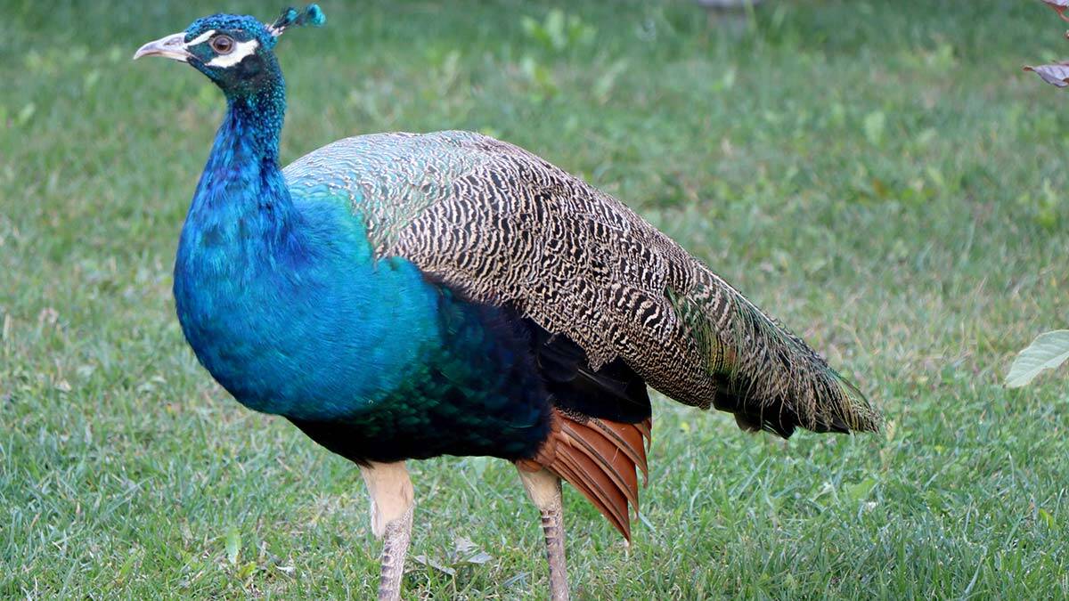 Bayezid Külliyesi'nde kaybolan tavus kuşu bulundu