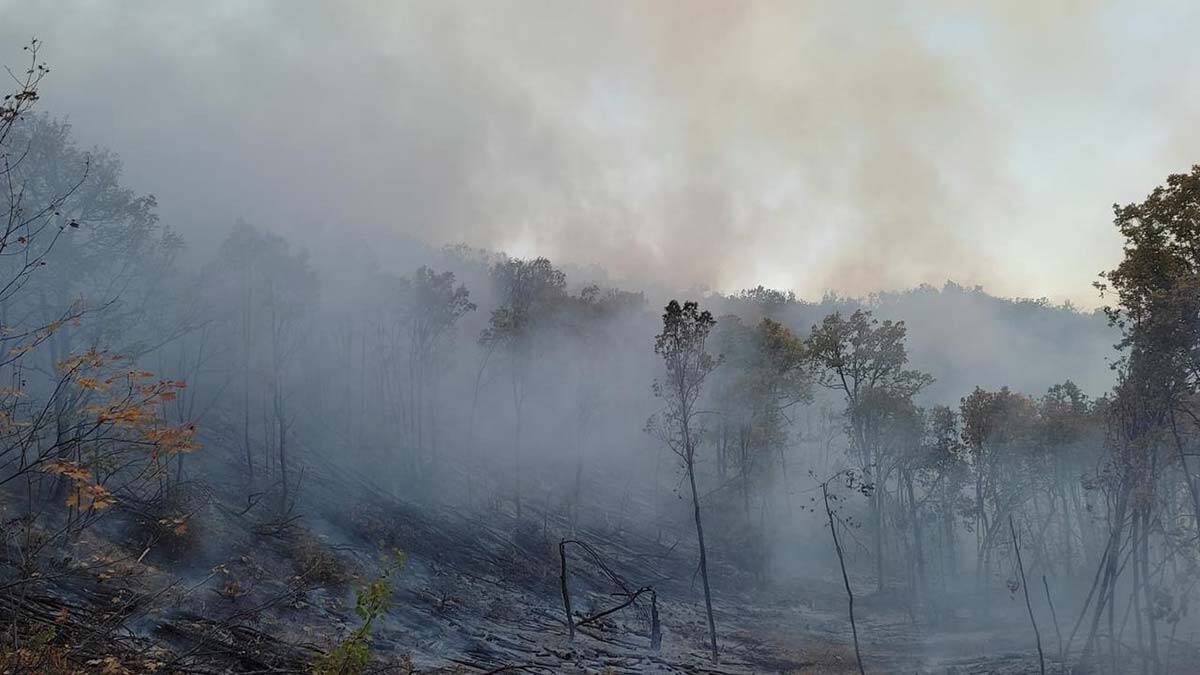 Bingöl'de çıkan orman yangını söndürüldü