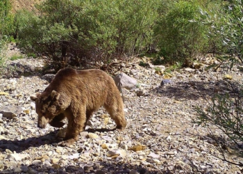 Bingöl'de yaban hayvanları fotokapanda