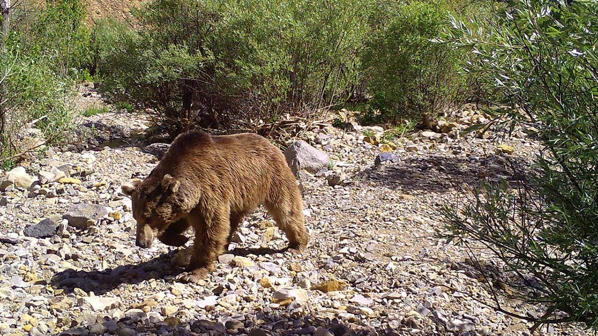 Bingöl'de yaban hayvanları fotokapanda