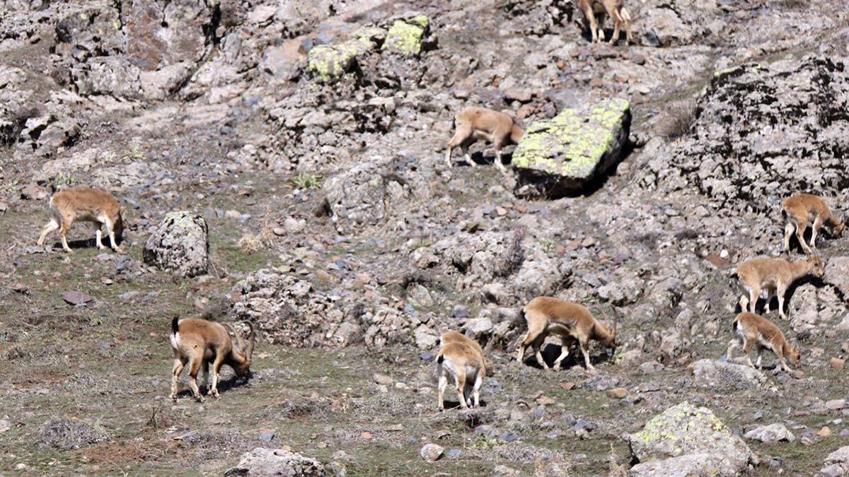 Fotokapanlara bozayı, kurt, dağ keçisi, yaban domuzu ve tavşan gibi hayvanlar yansıdı.
