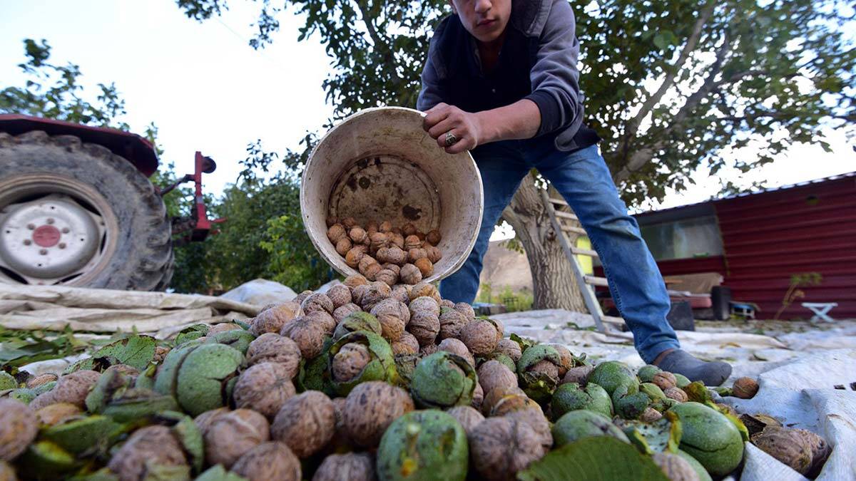 Bitlis'te 6 bin ton ceviz hasadı bekleniyor