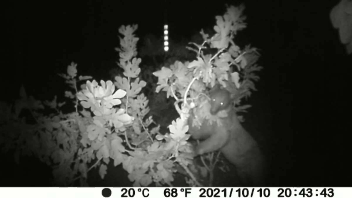 Burdur'da ilk defa bozayı görüntülendi