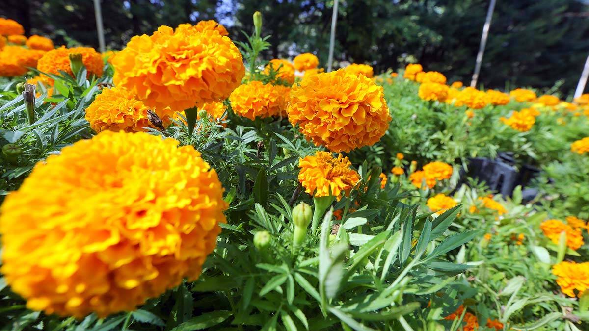 Yenimahalle'de Çiçek Festivali başlıyor