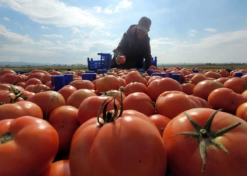 Çanakkale domatesi üreticisini sevindirdi