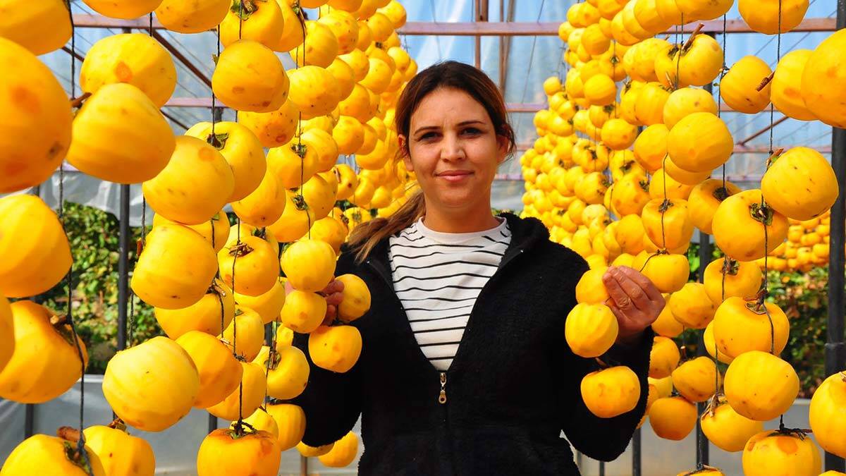 Cennet hurmasını kurutup ihracata başladı