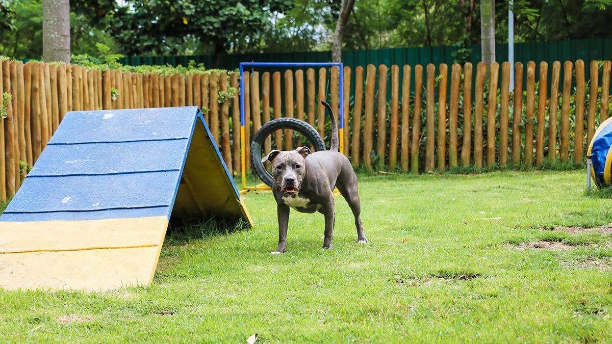 DKMP tehlike arz eden hayvanlar ile ilgili açıklama