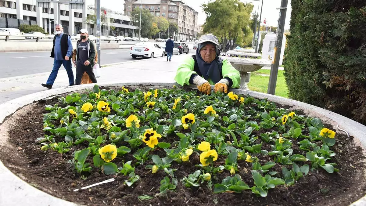 Ankara büyükşehir belediyesi, başkent’in muhtelif alanlarını, prestij parklarını ve orta refüjleri kış çiçekleri ile süslemeye başladı.