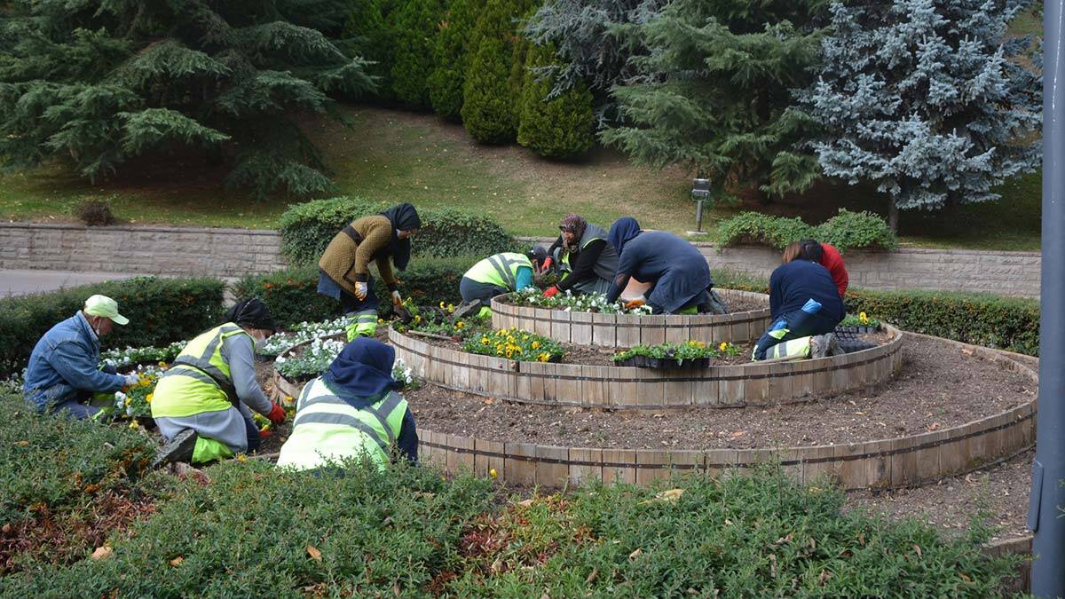 Başkent kış çiçekleri ile süsleniyor