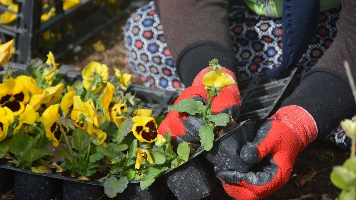 Başkent kış çiçekleri ile süsleniyor