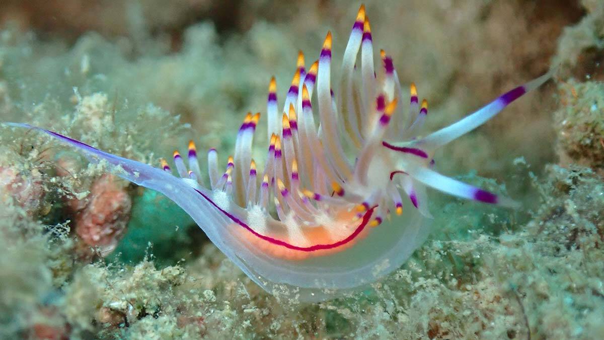 Dalış eğitmeni su altı dünyasını fotoğraflıyor