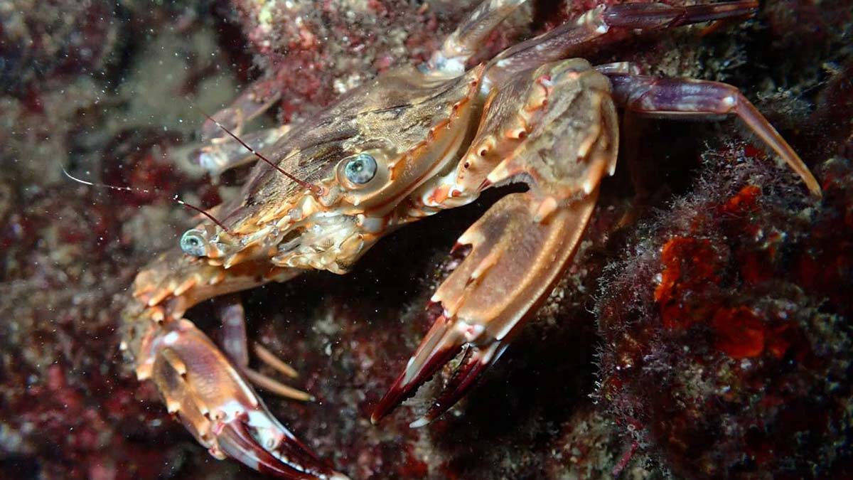 1 santimetreden küçük keşiş yengeçleri objektifine yansıdı