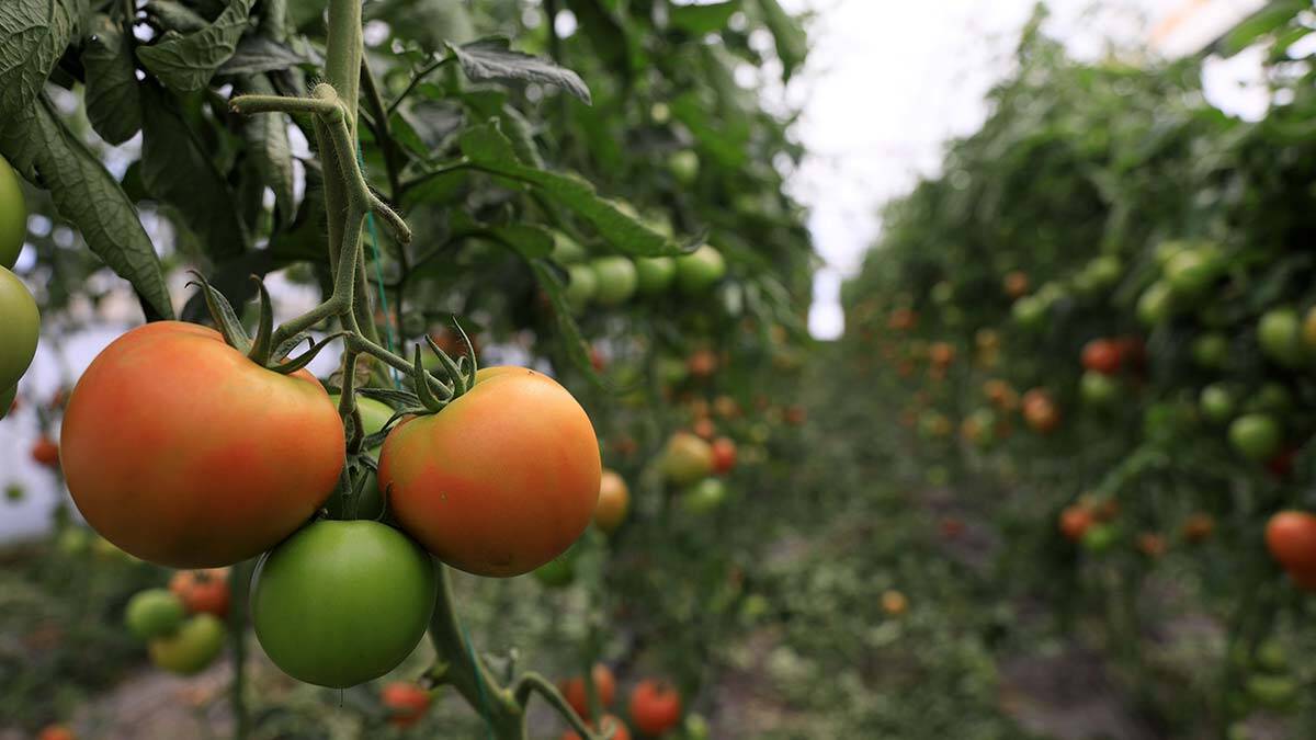 Domatesin kilosu seradan markete yüzde 176 arttı