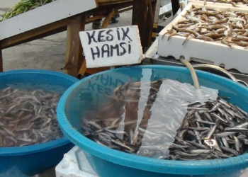 Hamsinin fiyatı 10 TL’ye geriledi