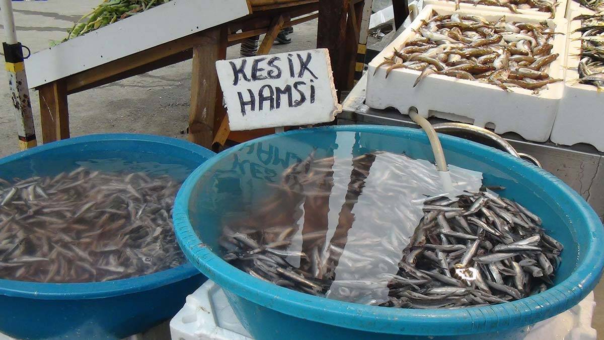 Hamsinin fiyatı 10 TL’ye geriledi