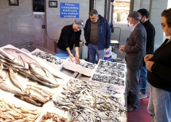 Hamsinin kilosu 20 TL'ye çıktı