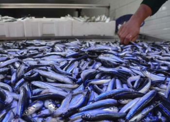 Hamsinin kilosu 25 TL'den tezgahta yerini aldı