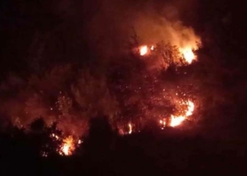 Hatay yangınında kızılçam ve zeytinlik zarar gördü