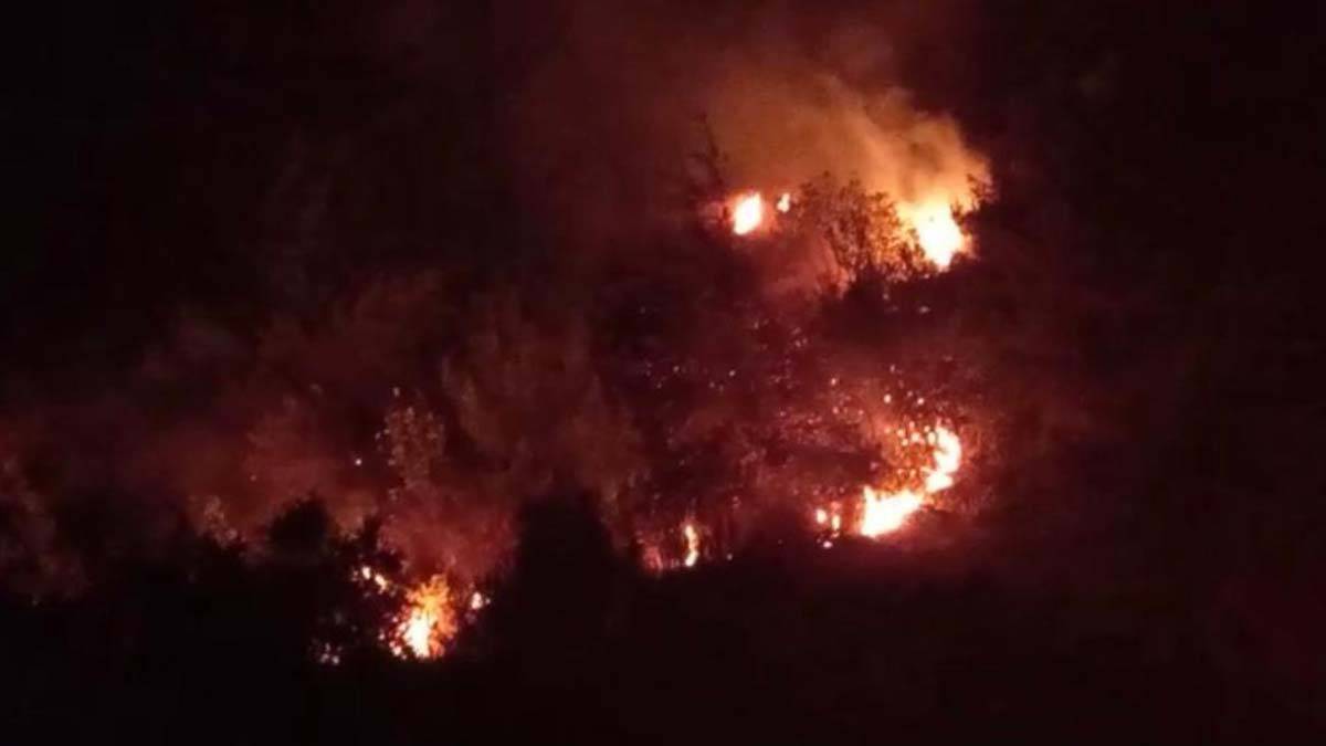 Hatay yangınında kızılçam ve zeytinlik zarar gördü