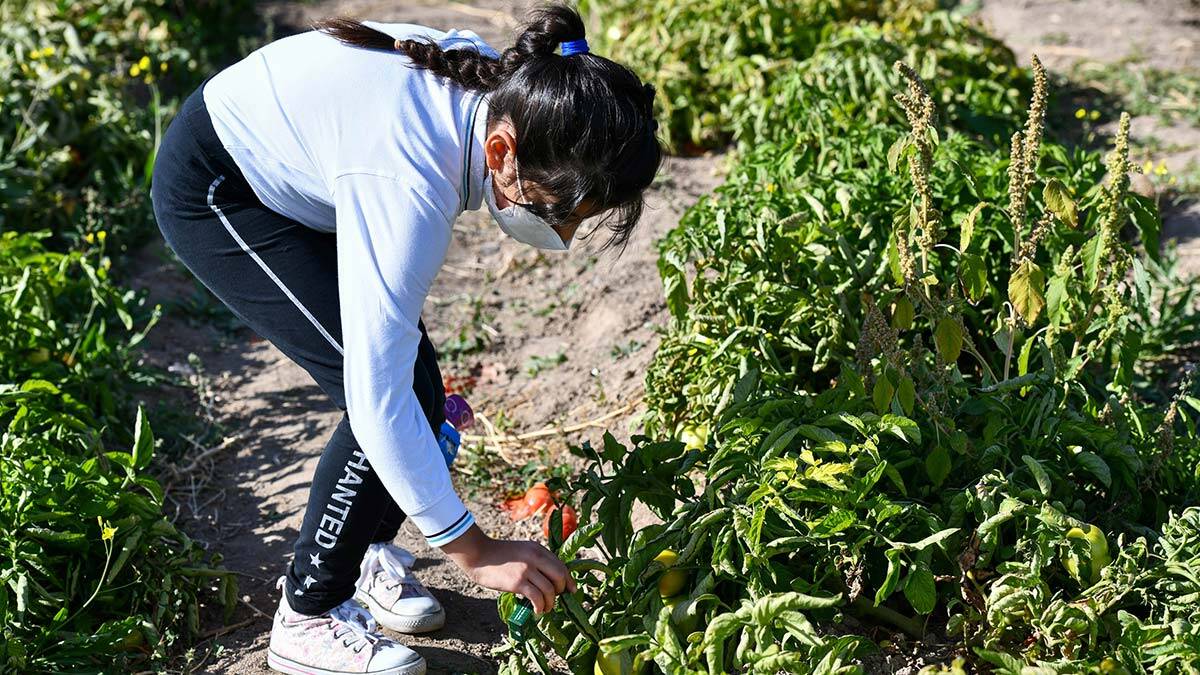 Başkentli miniklere "Böceklerle Ekoloji Eğitimi"