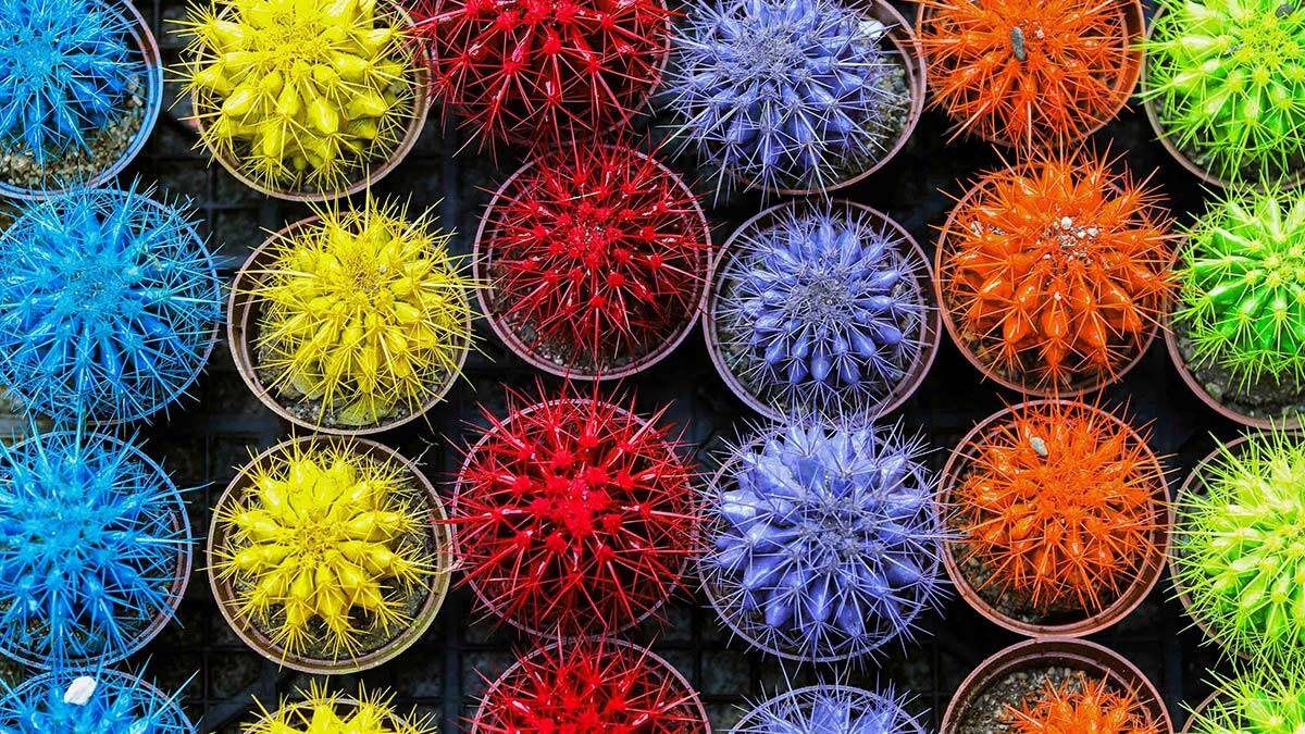 Yenimahalle Çiçek Festivaline yoğun ilgi