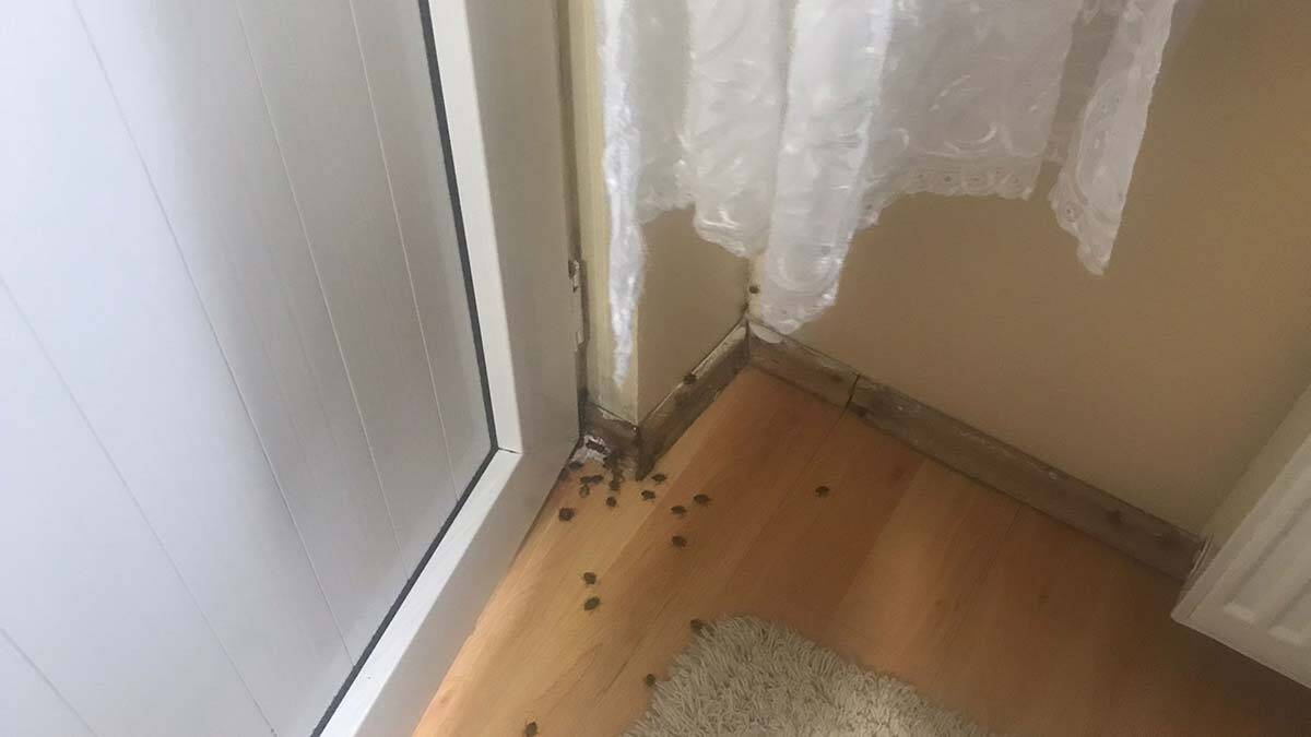 İstanbul'da kokarca böceği binaları sardı