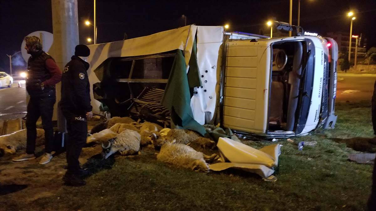 Kamyonet devrildi; 15 küçükbaş hayvan öldü
