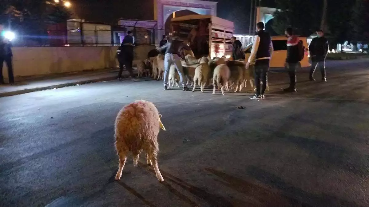 80 küçükbaş hayvandan 15’i de öldü