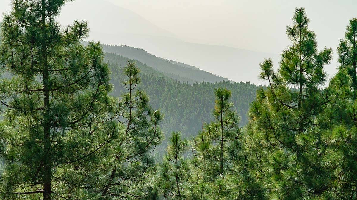 Kamyonun altında kalan orman muhafaza memuru öldü