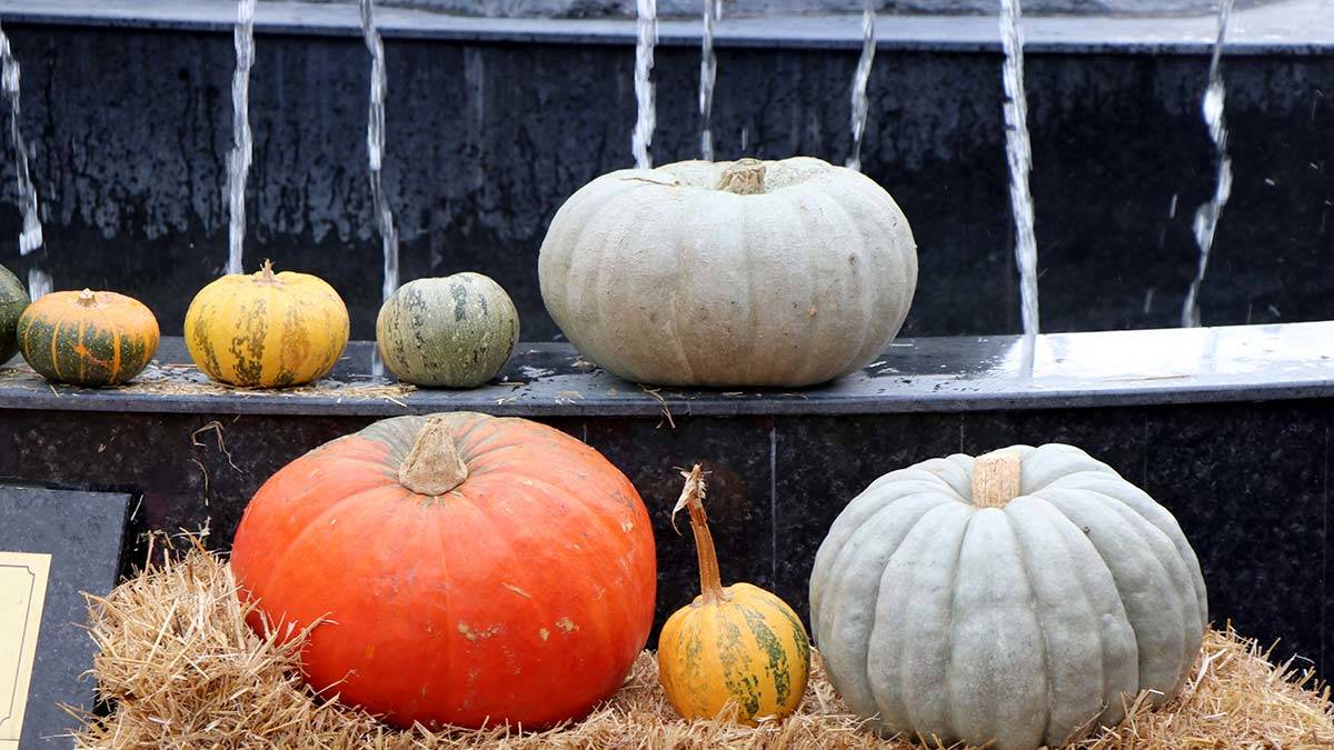 Karaağaç Kabak Festivali'ne kabak tatlısıyla davet