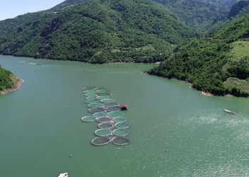 Karadeniz somonu ihracatı yüzde 275 arttı