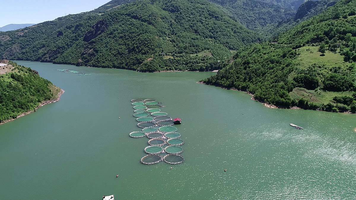 Karadeniz somonu ihracatı yüzde 275 arttı