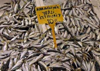 Karadeniz'de tezgahlar hamsiyi bekliyor