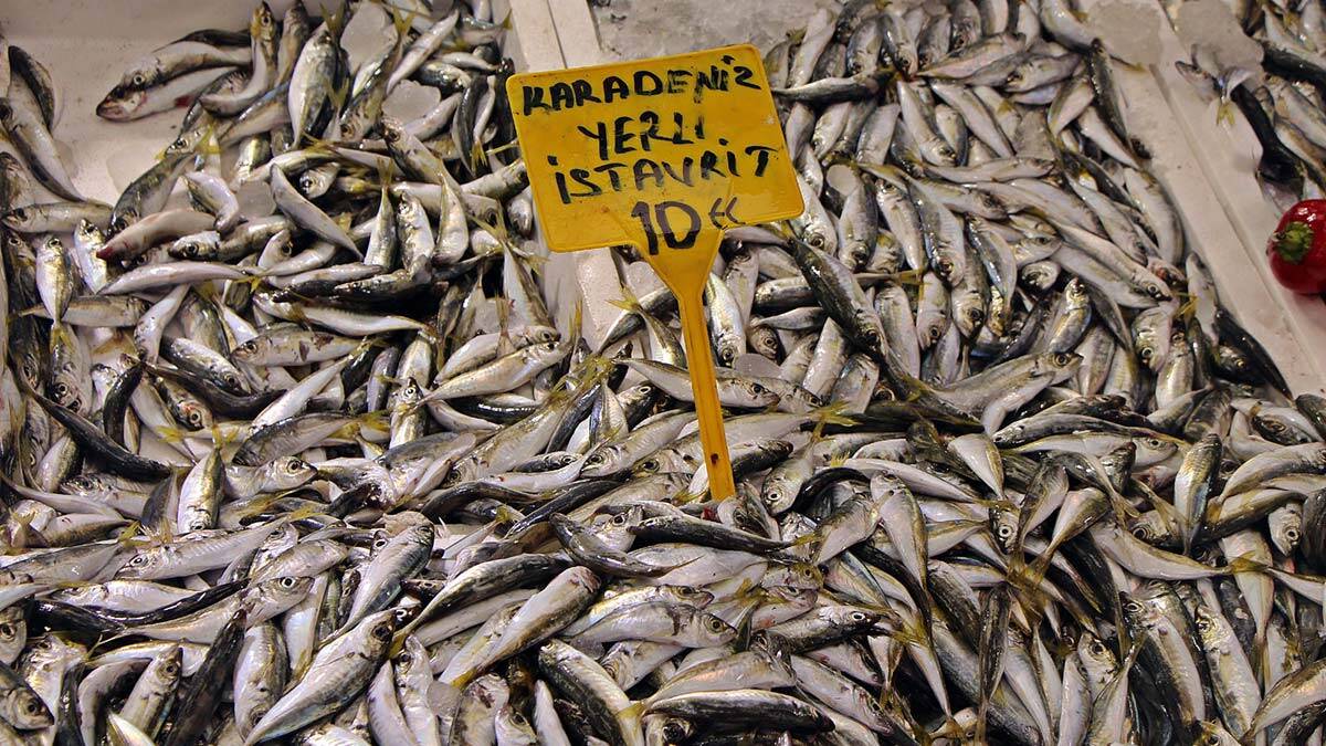 Karadeniz'de tezgahlar hamsiyi bekliyor