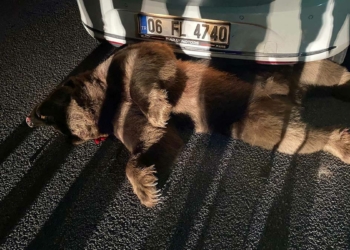 Karayoluna inen boz ayı araba çarpınca öldü