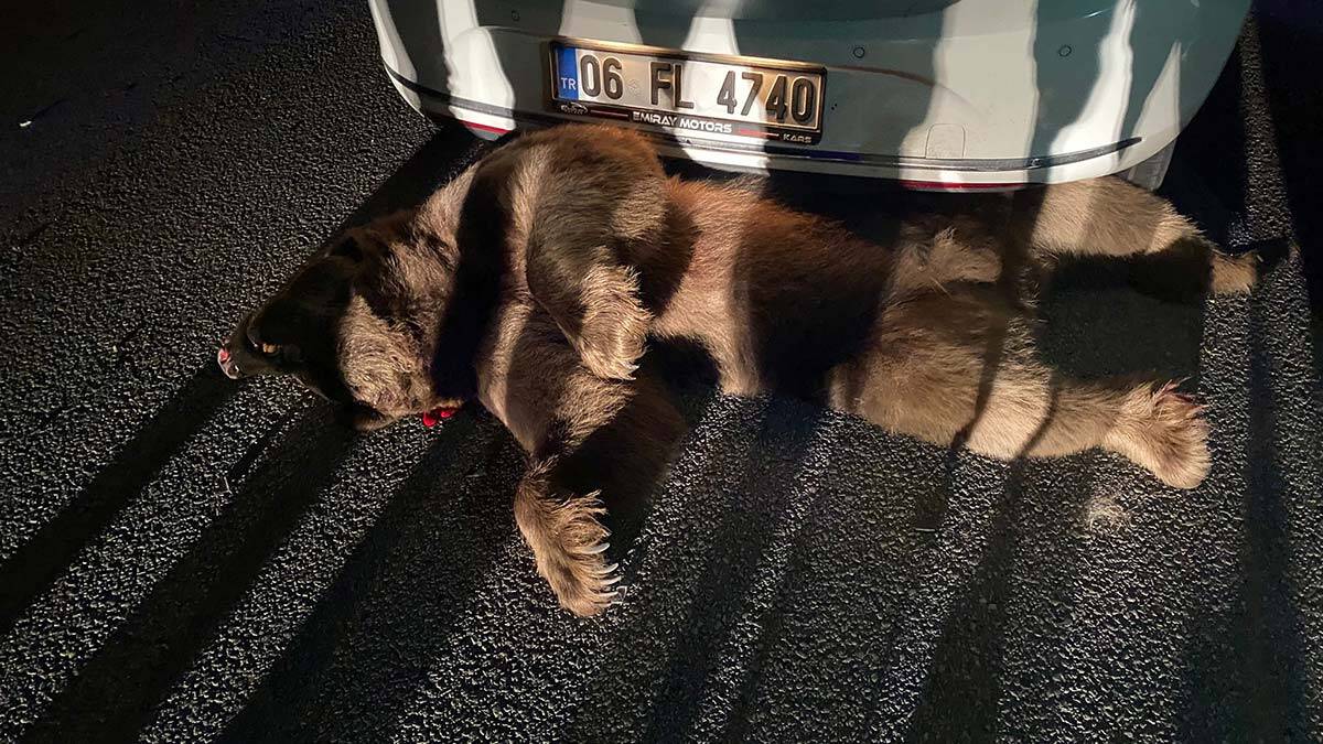 Karayoluna inen boz ayı araba çarpınca öldü