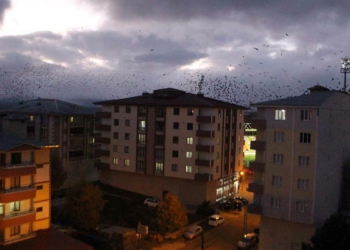 Karga istilası yeniden ortaya çıktı