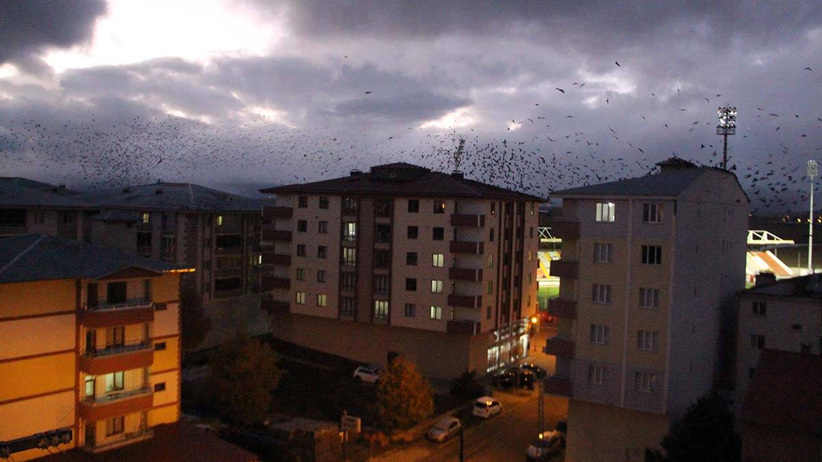 Karga istilası yeniden ortaya çıktı