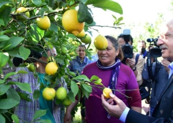 Kılıçdaroğlu limon bahçesinde hasada katıldı