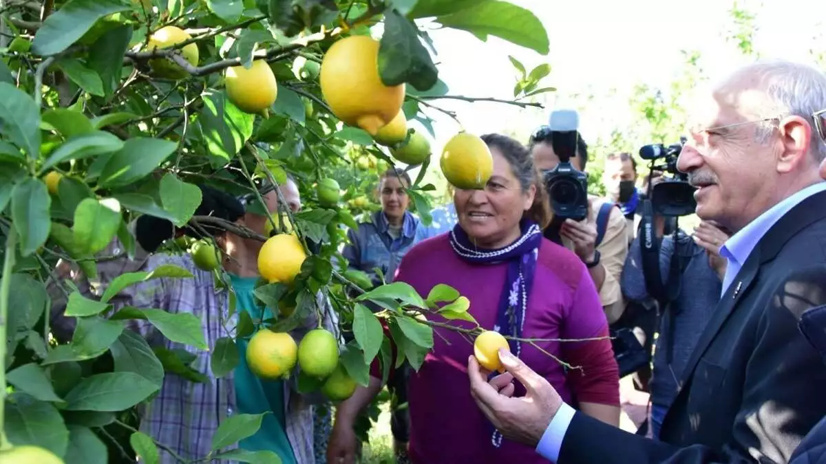 Kılıçdaroğlu limon bahçesinde hasada katıldı
