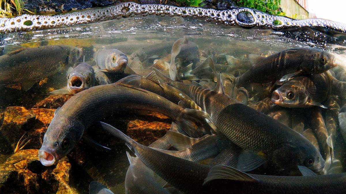 Kuraklığın Van Gölü'ne etkisi: 10 kilometrekare çekildi